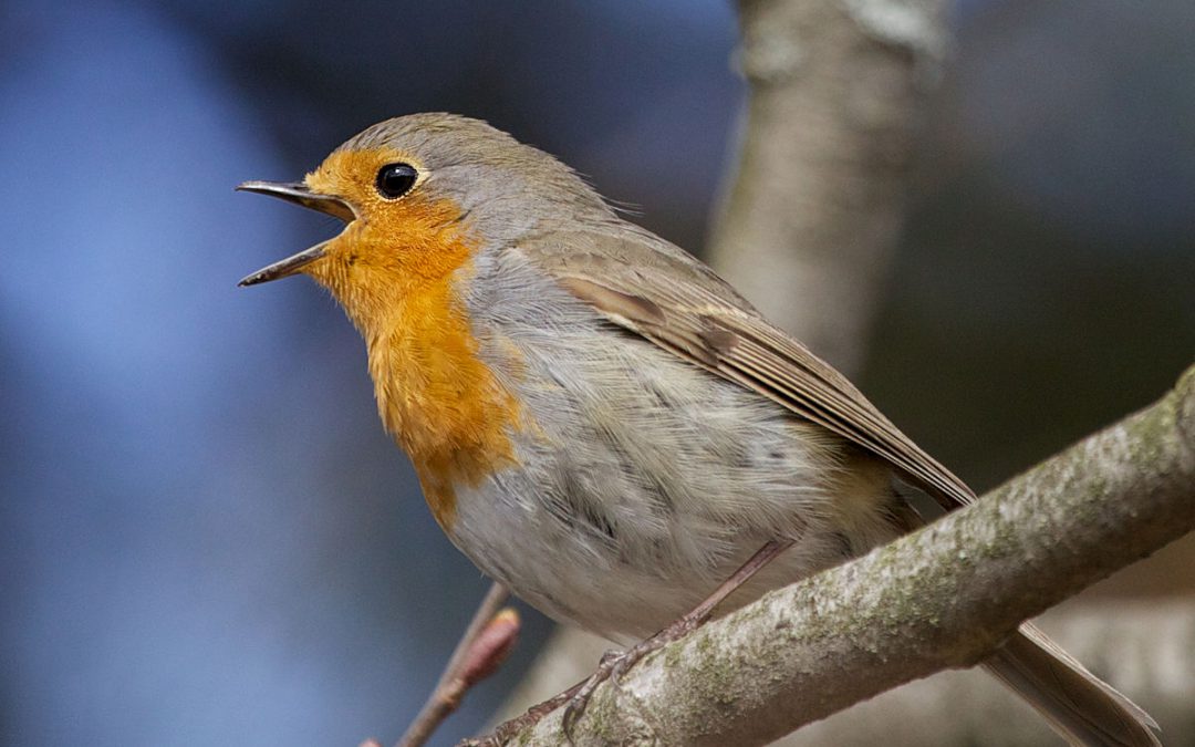 Webinar: Innerlijk Leiderschap