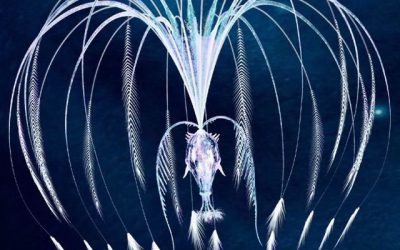 Kantelpunt 4 & 5 april: we flikken het!!!