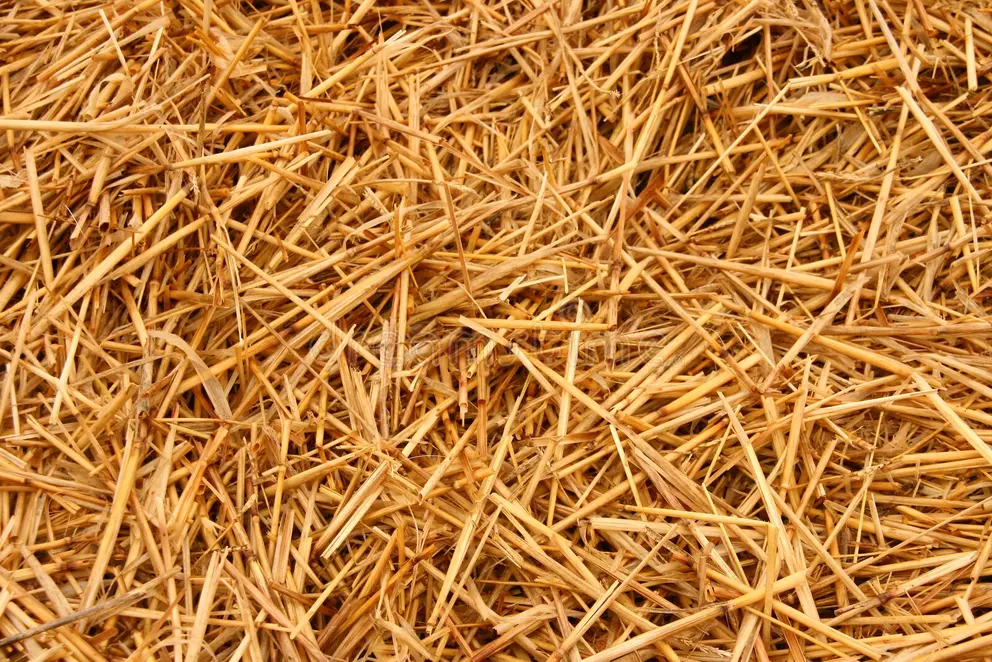 Durf te Leven: de Scriptschrijvers * Arnhem 22 maart 2025 – 10.30u – 17u